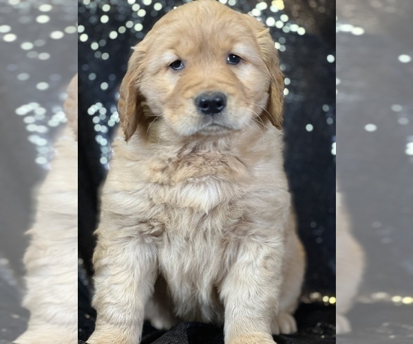 Medium Photo #1 Golden Retriever Puppy For Sale in FORT PLAIN, NY, USA