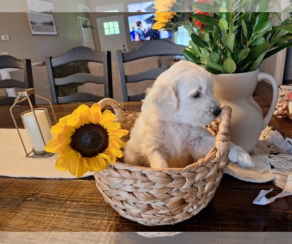 Medium Photo #5 Goldendoodle Puppy For Sale in LOUISA, VA, USA