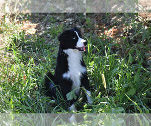 Mother of the Miniature American Shepherd puppies born on 01/01/2024