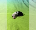 Puppy Isabell Miniature Australian Shepherd