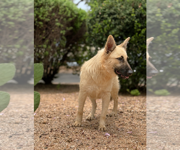 Medium Photo #2 German Shepherd Dog-Unknown Mix Puppy For Sale in PIPE CREEK, TX, USA
