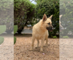 Small #1 German Shepherd Dog Mix