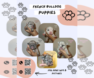 French Bulldog Litter for sale in CHICAGO, IL, USA