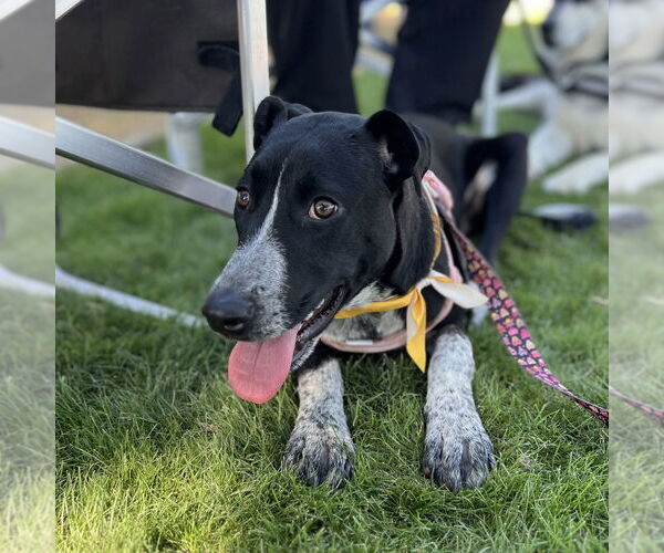 Medium Photo #2 Pointer-Unknown Mix Puppy For Sale in Oceanside, CA, USA