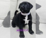 Small Labrador Retriever Mix
