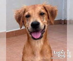 Small #1 Labrador Retriever Mix