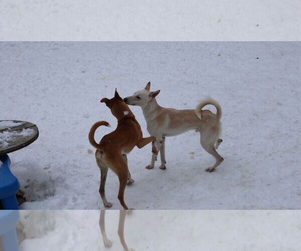 Medium Photo #21 Saluki-Whippet Mix Puppy For Sale in Sebec, ME, USA