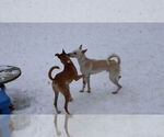 Small #20 Saluki-Whippet Mix