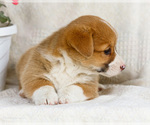 Small Photo #28 Pembroke Welsh Corgi Puppy For Sale in WAKARUSA, IN, USA
