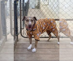 BamBam *Adopt or Foster* - Male Catahoula Leopard Dog-Unknown Mix Dog for Adoption - Photo #11