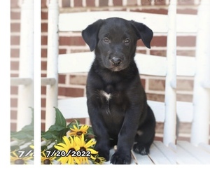 Shepradors Puppy for sale in BEL AIR, MD, USA
