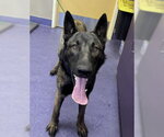 CHAMP - Male Mutt Dog for Adoption - Small photo