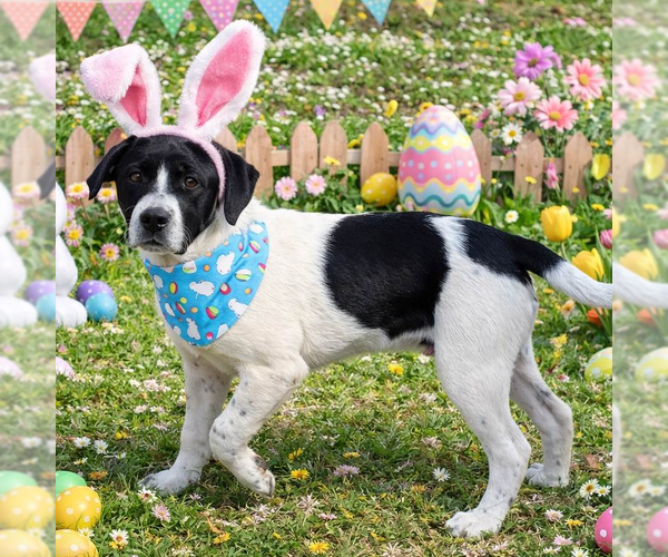 Medium Photo #3 Borador Puppy For Sale in Yardley, PA, USA