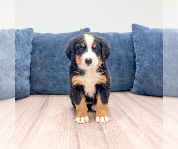 Medium Photo #1 Bernese Mountain Dog Puppy For Sale in DUNDEE, OH, USA