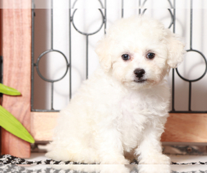 Bichon Frise Puppy for sale in NAPLES, FL, USA