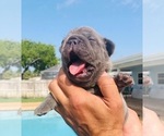 Small Photo #9 French Bulldog Puppy For Sale in POMPANO BEACH, FL, USA