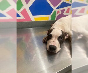 Mutt Dogs for adoption in Baytown, TX, USA