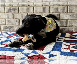 Curly - Male Bulldog-Catahoula Leopard Dog Mix Dog for Adoption - Photo #7