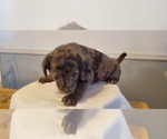 Small Photo #35 Aussiedoodle Puppy For Sale in ATHENS TOWNSHIP, PA, USA