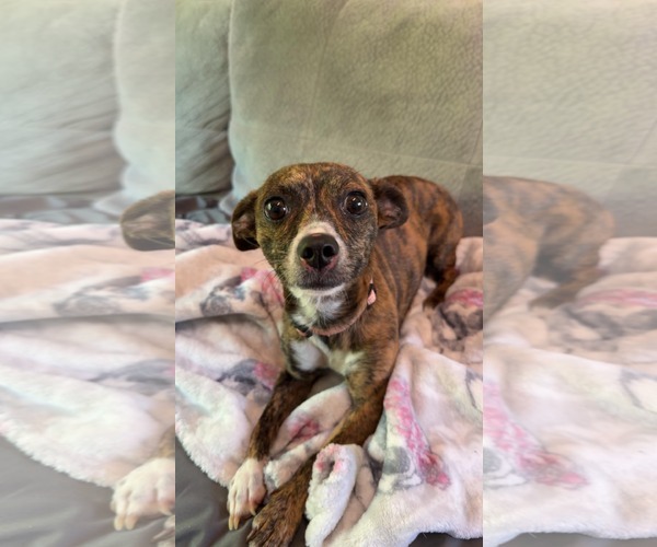 Medium Photo #1 Mutt Puppy For Sale in Alexandria, KY, USA