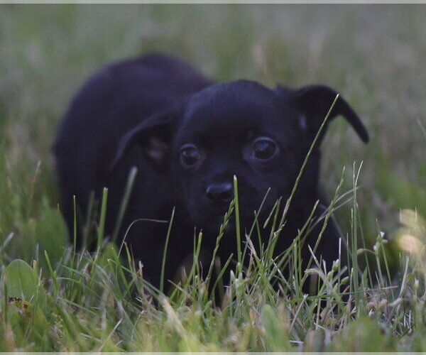 Medium Photo #2 Chihuahua Puppy For Sale in Mechanicsburg, PA, USA