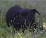 Small #1 Chihuahua