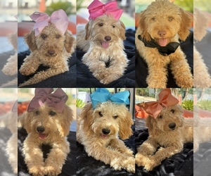 Goldendoodle mix (+ Poodle Miniature) Litter for sale in MENIFEE, CA, USA