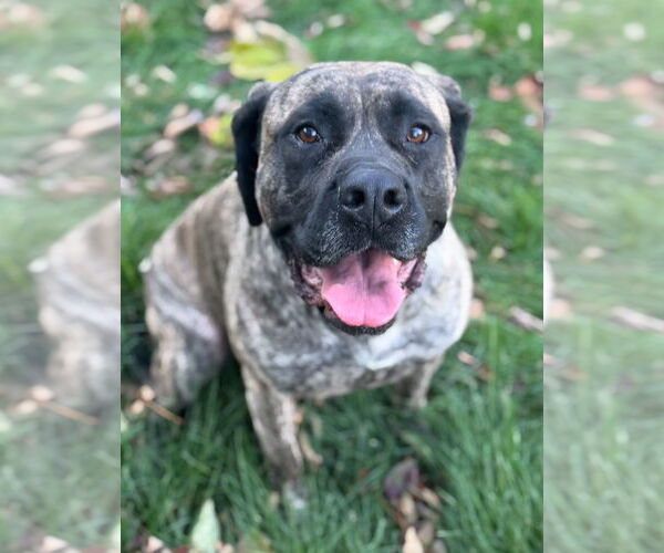 Medium Photo #2 Mastiff Puppy For Sale in Omaha, NE, USA