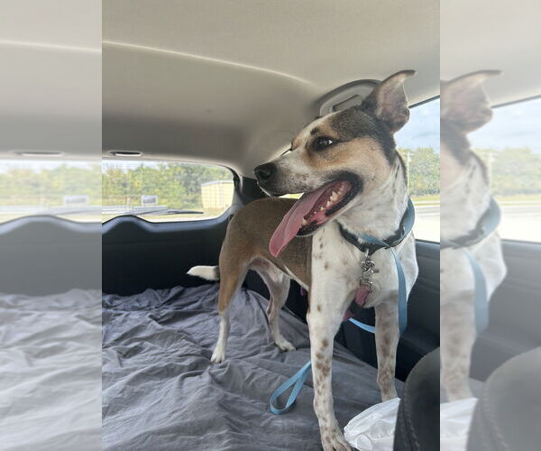 Medium Photo #7 Beagle-Unknown Mix Puppy For Sale in Foristell, MO, USA