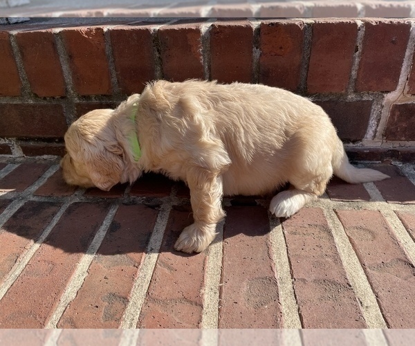 Medium Photo #3 Goldendoodle Puppy For Sale in ALPHARETTA, GA, USA