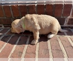 Small Photo #3 Goldendoodle Puppy For Sale in ALPHARETTA, GA, USA