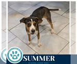 Small #1 Beagle Mix