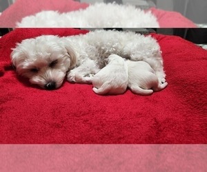 Mother of the Maltese puppies born on 10/12/2025