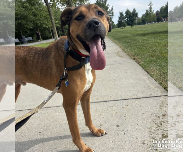 Medium Photo #5 Boxer-Unknown Mix Puppy For Sale in Washington, DC, USA