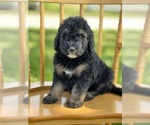 Small Photo #37 Goldendoodle Puppy For Sale in MARYVILLE, MO, USA