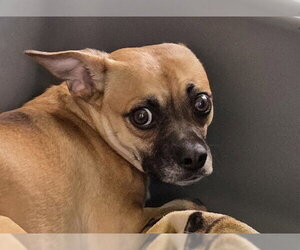 Chug Dogs for adoption in San Clemente, CA, USA