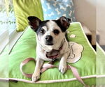 Small #13 Chihuahua Mix