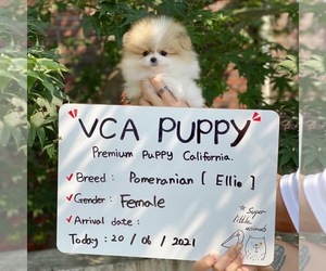 Pomeranian Puppy for sale in CHINO HILLS, CA, USA