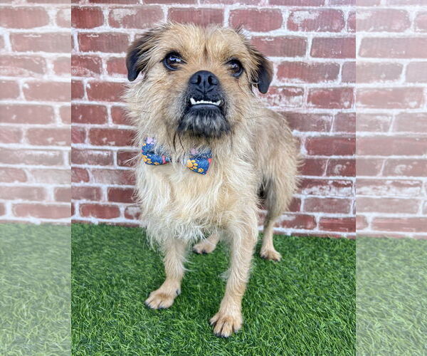 Medium Photo #1 Mutt Puppy For Sale in Corona, CA, USA