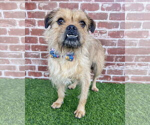 Mutt Dogs for adoption in Corona, CA, USA