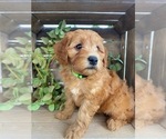 Puppy 8 Doodle-Poodle (Toy) Mix