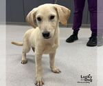 Small #1 Dachsador