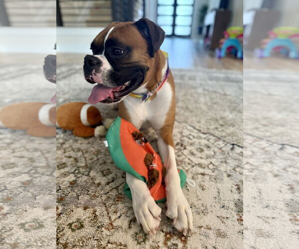 Medium Photo #4 Boxer Puppy For Sale in  Katy, TX, USA