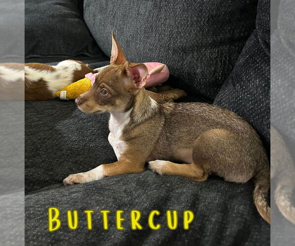 Medium Photo #10 Dachshund-Unknown Mix Puppy For Sale in San Antonio, TX, USA