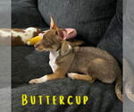 Small #9 Dachshund Mix
