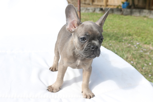 Medium Photo #2 French Bulldog Puppy For Sale in HOLLYWOOD, FL, USA