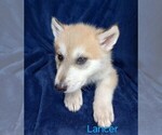 Small Photo #3 Wolf Hybrid Puppy For Sale in BYBEE, TN, USA