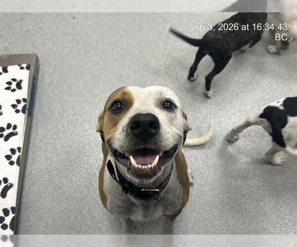 Medium Photo #1 American Pit Bull Terrier Puppy For Sale in Ocala, FL, USA