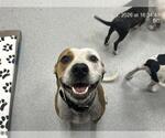 Small American Pit Bull Terrier