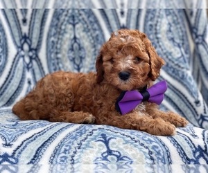 Cavapoo Puppy for sale in LAKELAND, FL, USA
